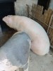Vand porci pt Craciun