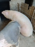 Vand porci pt Craciun