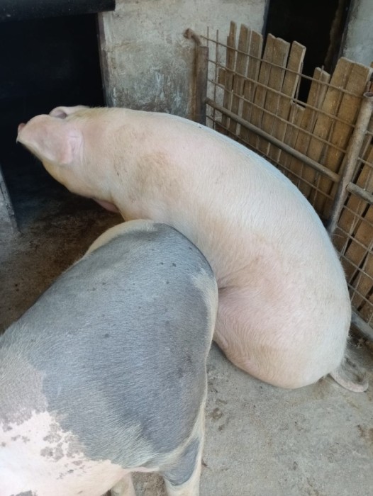 Vand porci pt Craciun