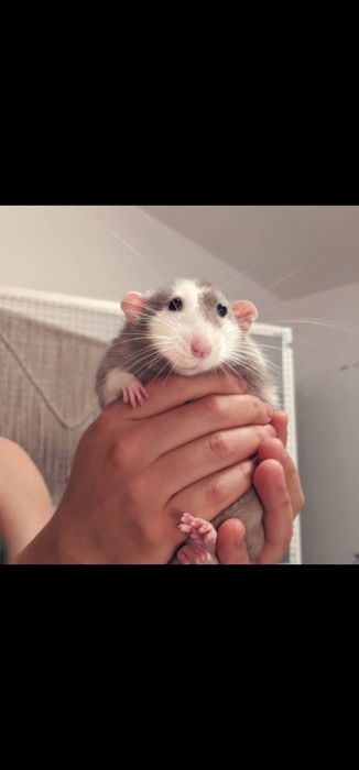 Sobolani dumbo de companie