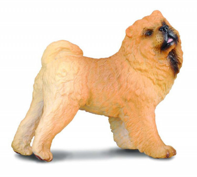 Chow Chow - Collecta foto