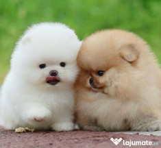 Pomeranian fetița