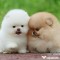 Pomeranian fetița