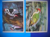 HOPCT LOT NR 392 PASARI CIOCANITOARE RUSIA -FAUNA-2 CARTI POSTALE-NECIRCULATE, Circulata, Printata