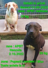 American Stafordshire