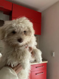 Pui bichon maltez