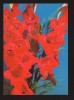 CPIB 19866 CARTE POSTALA - GLADIOLE, NECIRCULATA, Fotografie