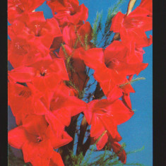 CPIB 19866 CARTE POSTALA - GLADIOLE, NECIRCULATA