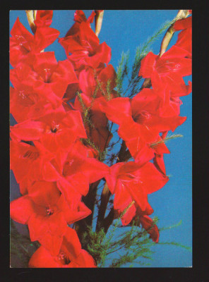 CPIB 19866 CARTE POSTALA - GLADIOLE, NECIRCULATA foto