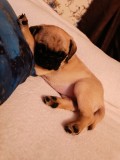 Pug mops femela 3 luni de v&acirc;nzare
