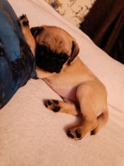 Pug mops femela 3 luni de v&acirc;nzare