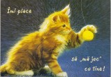 Bnk cp Felicitare - Imi place sa &quot;ma joc &quot; cu tine ! - pisica