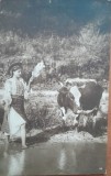 Carte postala, in Romania, fata in port popular, cu vaca, 1901