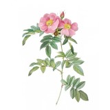 Sticker decorativ Trandafir Rosa rugosa, Roz, 80 cm, 1177ST