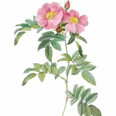 Sticker decorativ Trandafir Rosa rugosa, Roz, 80 cm, 1177ST