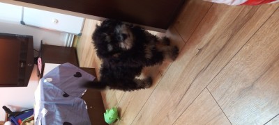 Pudel mini foto