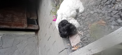 Cateluse cauta stapin foto