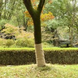 Rulouri Iută Naturale vidaXL, 2 buc, 1x50m, 200g/m&sup2;, Decorative Nuntă, Petreceri, Artizanat Rustic