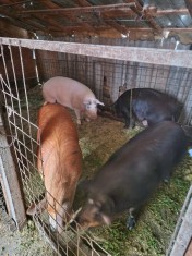 Porci de v&acirc;nzare