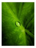 Tablou Canvas, "Picătura de rouă pe frunză verde", Frunză, Picătură, Verde, Textură, Natură, 26 x 39 cm, CMCLASS