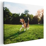 Tablou caine Beagle in natura Tablou canvas pe panza CU RAMA 80x120 cm