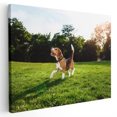 Tablou caine Beagle in natura Tablou canvas pe panza CU RAMA 20x30 cm