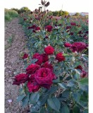 Trandafiri Black Baccara, Radacina Nuda, Vin Rosu Inchis, Parfum Subtil, Gradini Lux, Aranjamente Florale Spectaculoase