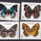 Rwanda 1979 fauna fluturi MI 974-981 MNH