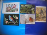 HOPCT LOT NR 385 PASARI CANTATOARE -FAUNA-5 CARTI POSTALE-CIRCULATE