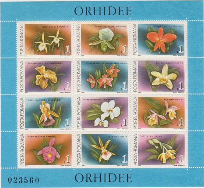 A11 TX1 7 - 1988 - Orhidee - blocuri