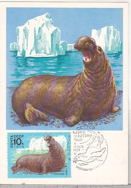 bnk cp URSS - Fauna - maxima necirculata 1978