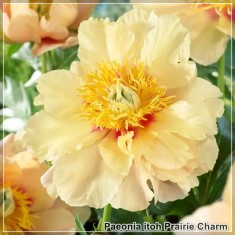 Bujorul semiarbustiv Prairie Charm - Florile mari, &icirc;n nuanțe suave de galben cu pete roșii la baza fiecărei petale