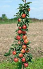 Pomi fructiferi columnari foto