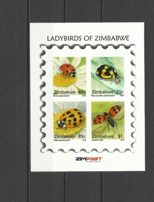 ZIMBABWE 2018 INSECTE BUBURUZE foto