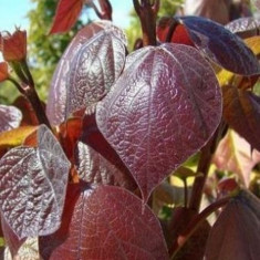 Catalpa rosie, (Catalpa bignoninoides Purpurea) foto