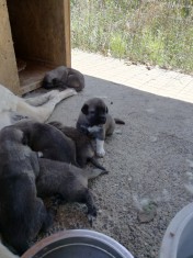 Vand pui kangal foto