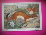 HOPCT 6240 HERMELINA-MUSTELA ERMINEA AESTIVA -MUSTELIDE -FAUNA EUROPA-CP CHROMO LITHO -MUZEUL REGAL STIINTE NATURALE BELGIA-NECIRCULATA, Printata