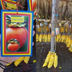 Pomi fructiferi foto