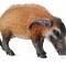 Porc Rosu Collecta