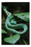 Tablou Canvas, "Șarpele verde &icirc;n jungla deasă", Verde, Șarpe, Frunze, Natură, Textură, Cambodgean, Exotism, Reptilă, 26 x 39 cm, CMCLASS