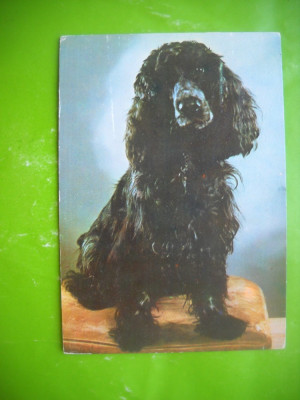 HOPCT 52034 COCKER SPANIEL NEGRU -LOT CAINI -NECIRCULATA foto