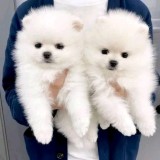 Pomeranian rada pura