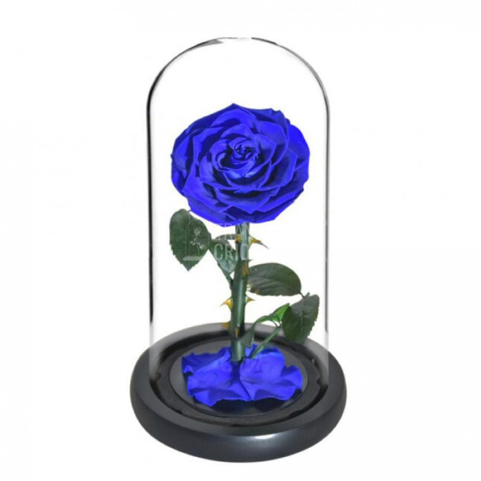 Trandafir Criogenat bella albastru &Oslash;8cm in cupola 10x20cm