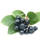 Aronia Nero 1 an, 20-40cm, Rădăcină Liberă - Arbust Fructifer, Antioxidanți, Gard Viu Comestibil