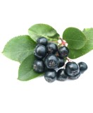 Aronia Nero 1 an , 20-40 cm , radacina libera, Oem