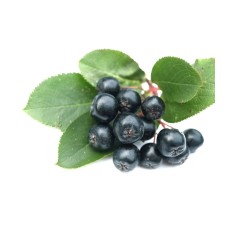 Aronia Nero 1 an , 20-40 cm , radacina libera