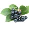 Aronia Nero 1 an , 20-40 cm , radacina libera