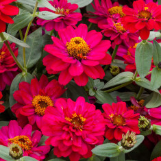 ZINNIA HYBRIDA 10 seminte pt semanat