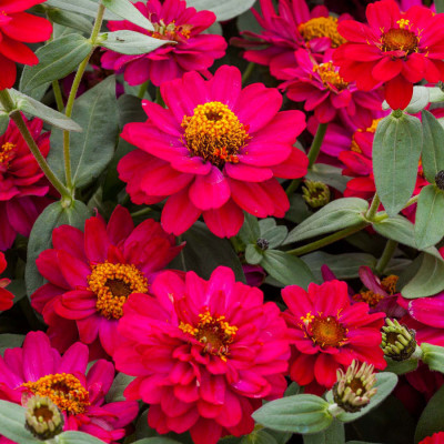 ZINNIA HYBRIDA 10 seminte pt semanat foto