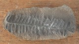 Pecopteris villosa planta fosila din Carbonifer